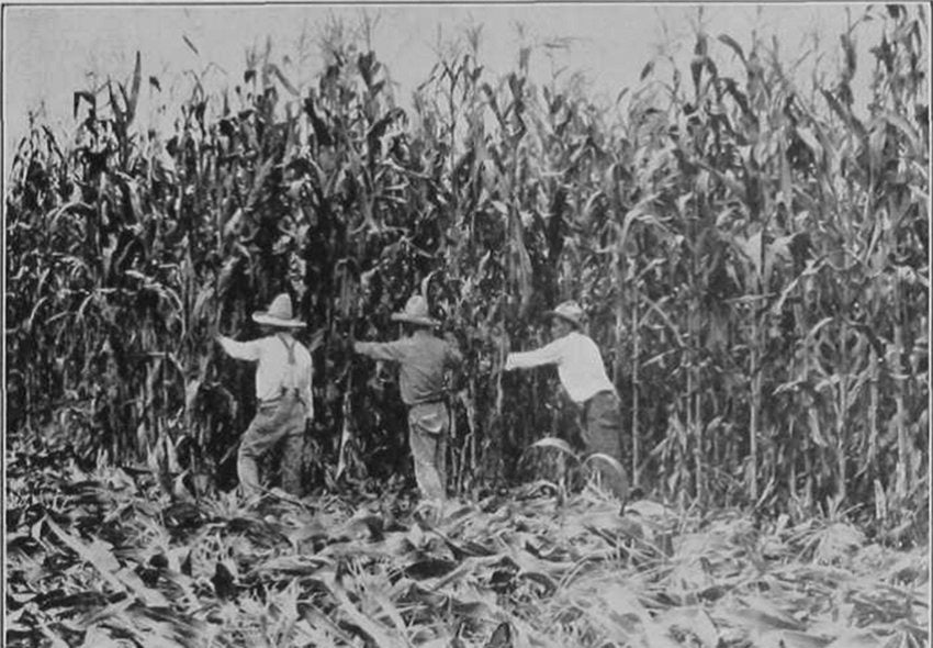Maíz Stories: How Heirloom Corn Is Reclaiming the Soul of Mexican Cuisine