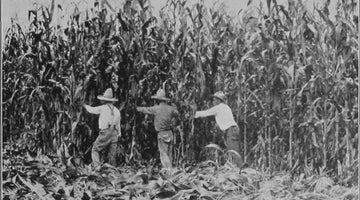 Maíz Stories: How Heirloom Corn Is Reclaiming the Soul of Mexican Cuisine